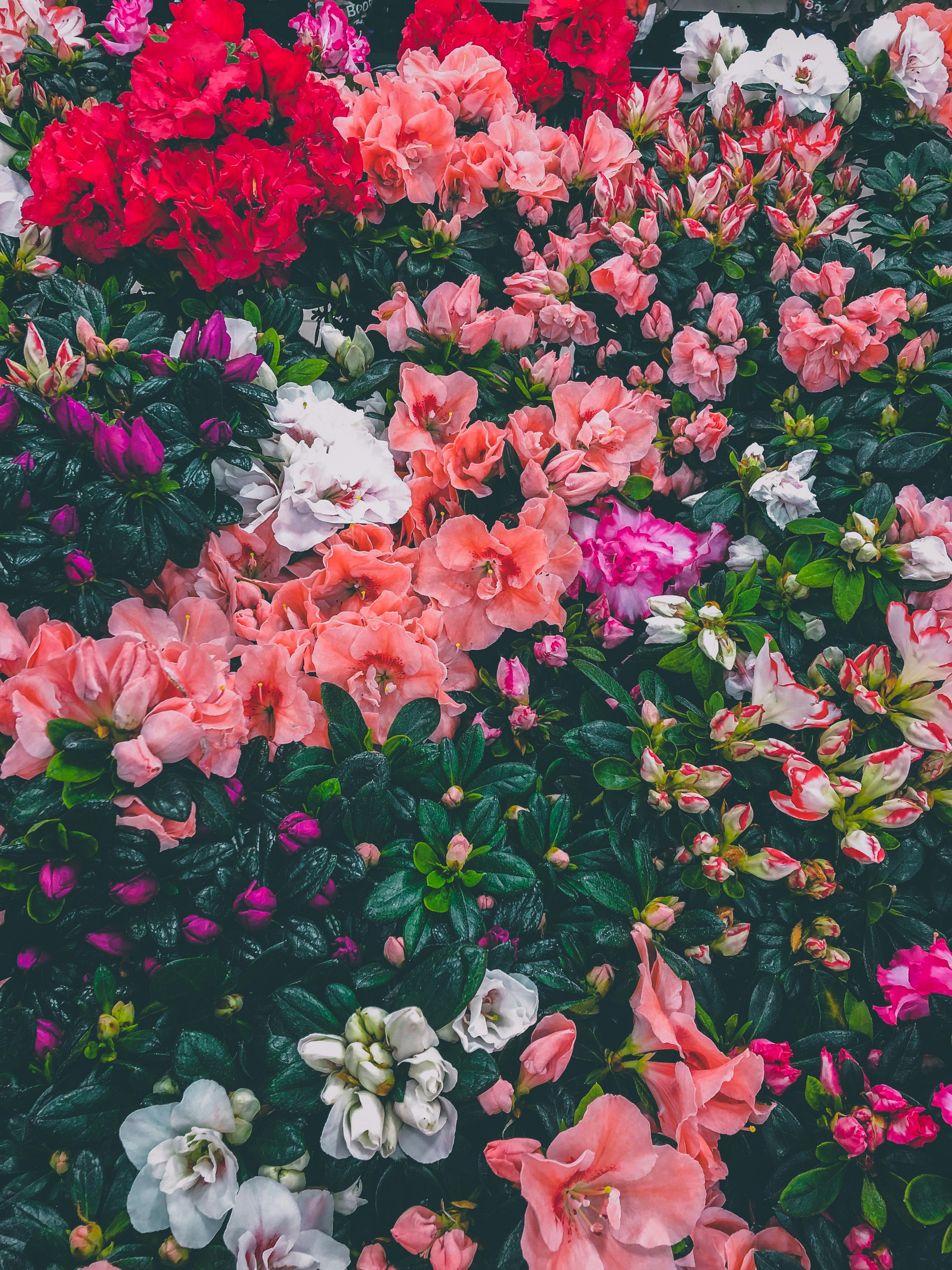 Blumenwiese und Natur