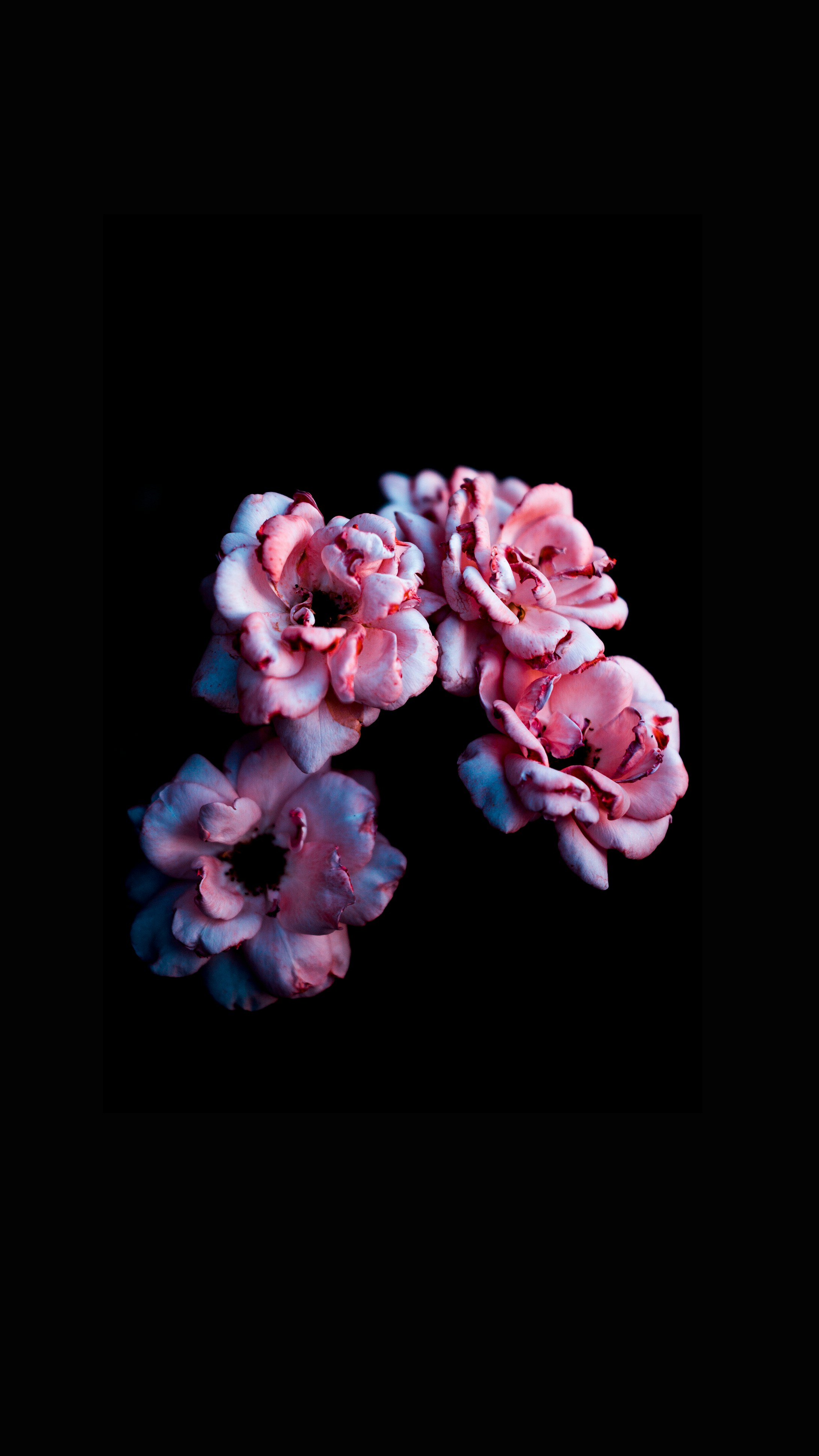 Trauerfloristik: würdevolle Rosen